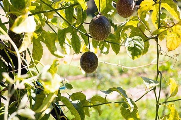 Happy Farm — around the farm