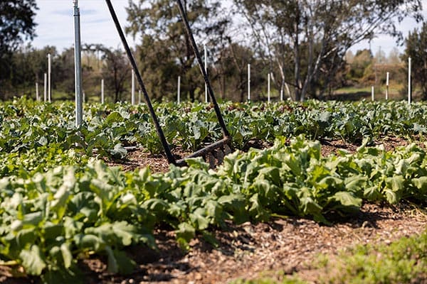 Happy Farm — around the farm