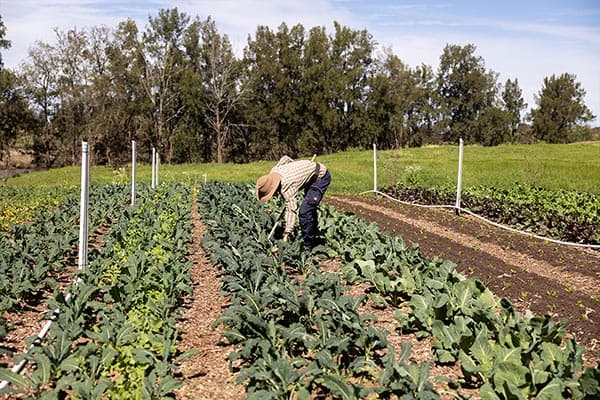 Happy Farm — around the farm