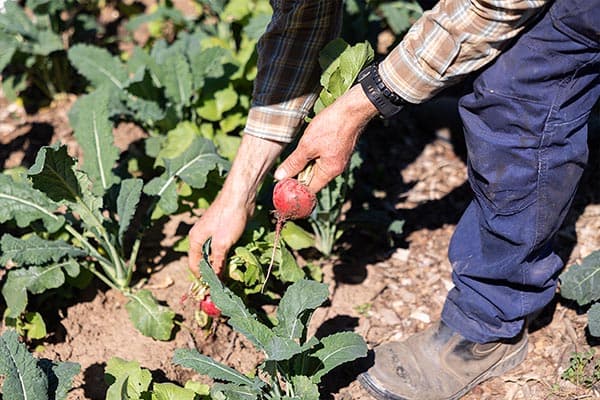 Happy Farm — around the farm
