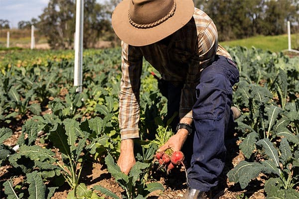 Happy Farm — around the farm